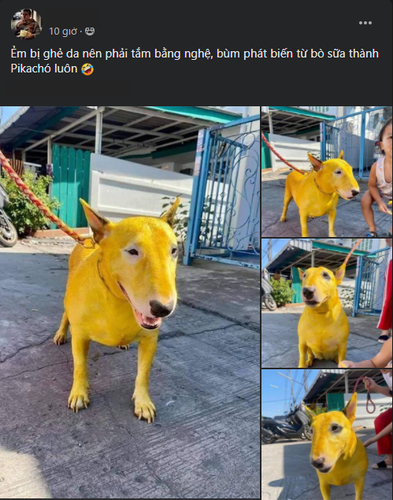 Ngoài ra, việc cố nhuộm lông cho thú cưng cũng có thể khiến em thú cưng phản ứng và tấn công (cắn, cào) ngược lại.