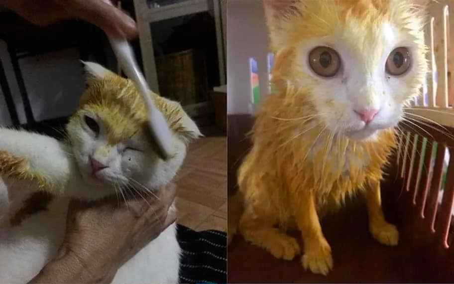 Đặc biệt là khi Supamas thêm vài hiệu ứng vào bức ảnh, thì em mèo trông càng đáng yêu vô đối.