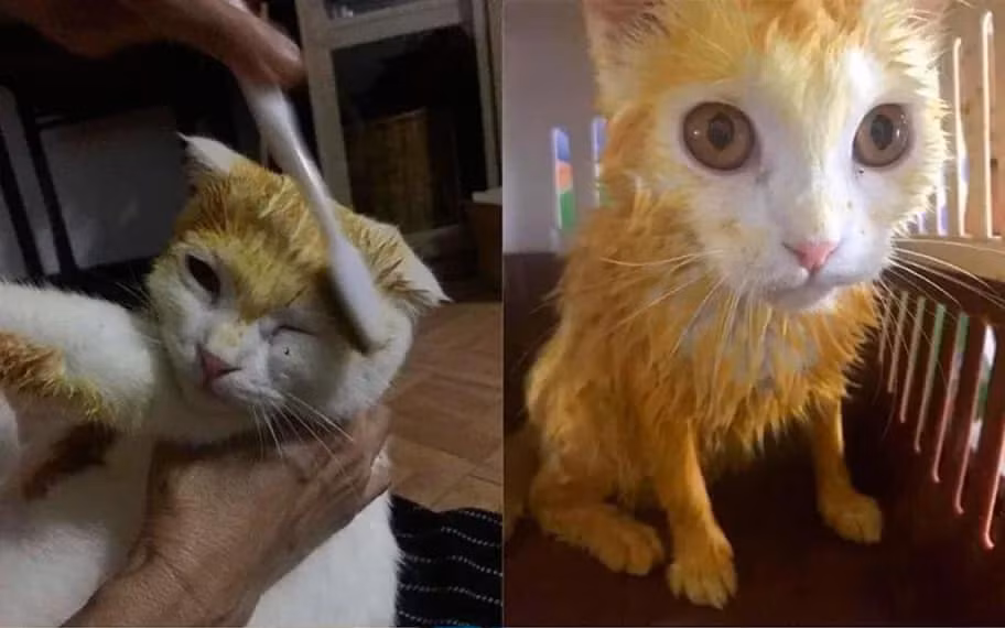 Đặc biệt là khi Supamas thêm vài hiệu ứng vào bức ảnh, thì em mèo trông càng đáng yêu vô đối.