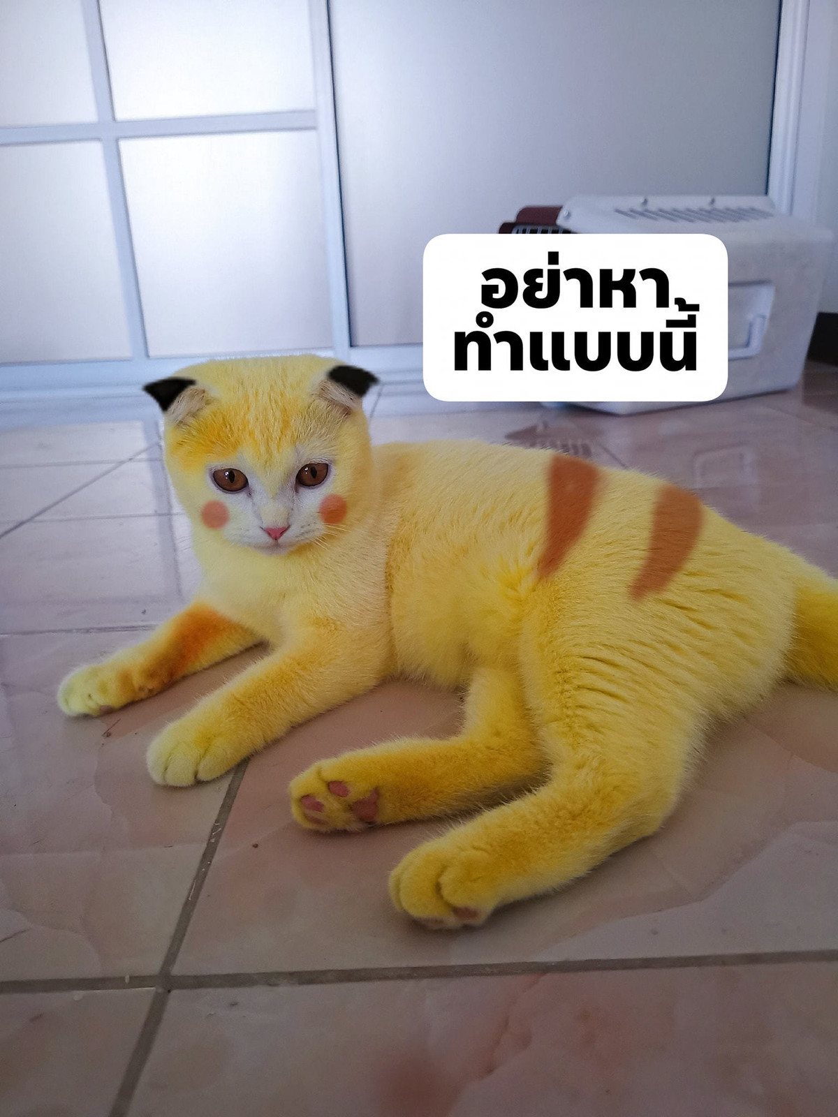 Dù sao, câu chuyện của em mèo (bị nhuộm) vàng hoe và cô Supamas cũng rất có hậu, vì chân em ấy bắt đầu đỡ nấm rồi.