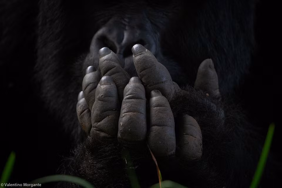 Canh ruoi dau tren mat su tu thang giai nhiep anh chau Phi-Hinh-9