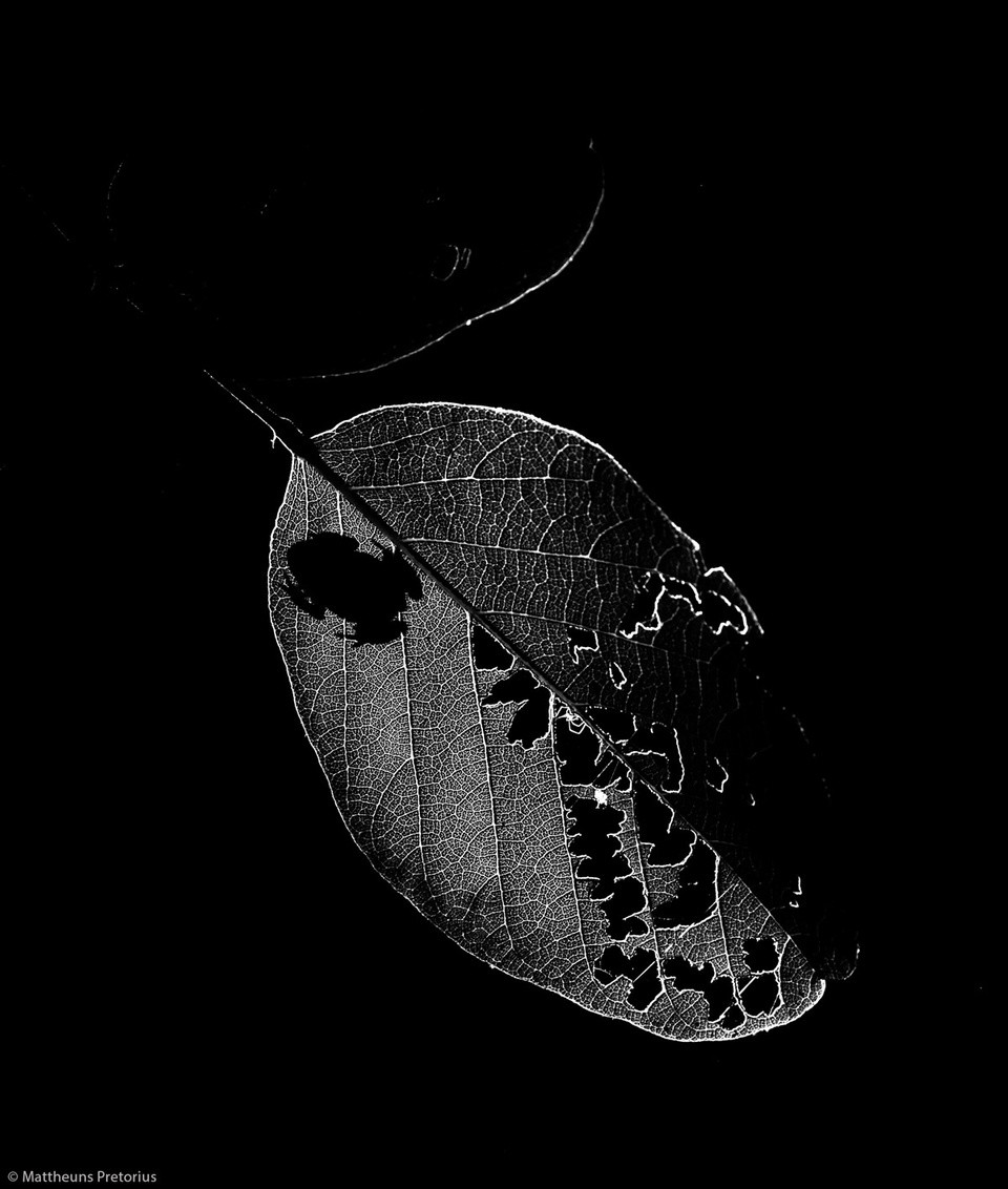 Cảnh ruồi đậu trên mắt sư tử thắng giải nhiếp ảnh châu Phi - Hình 6 Canh ruoi dau tren mat su tu thang giai nhiep anh chau Phi-Hinh-6