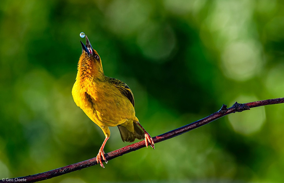 Cảnh ruồi đậu trên mắt sư tử thắng giải nhiếp ảnh châu Phi - Hình 10 Canh ruoi dau tren mat su tu thang giai nhiep anh chau Phi-Hinh-10