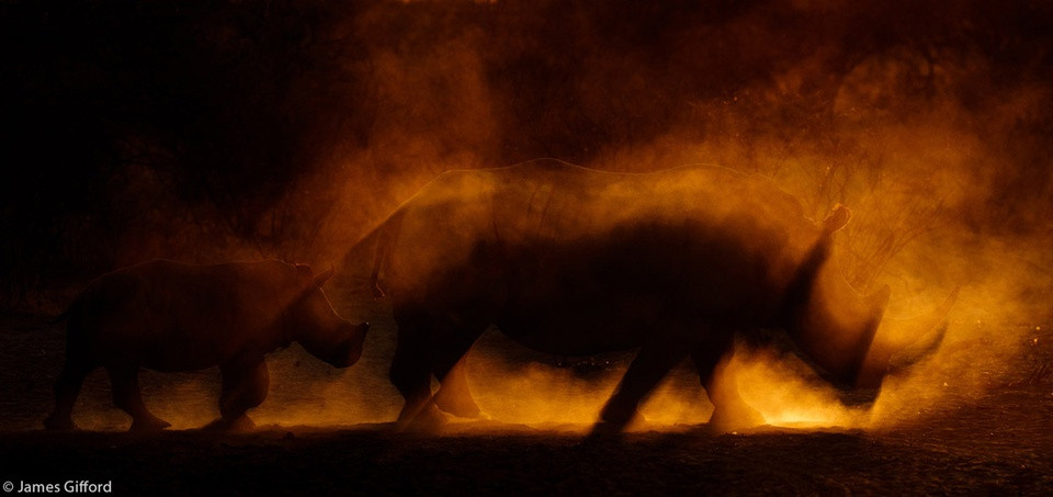 Cảnh ruồi đậu trên mắt sư tử thắng giải nhiếp ảnh châu Phi - Hình 3 Canh ruoi dau tren mat su tu thang giai nhiep anh chau Phi-Hinh-3