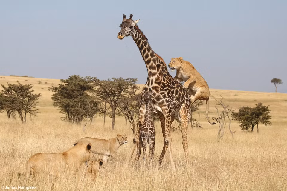 Canh ruoi dau tren mat su tu thang giai nhiep anh chau Phi-Hinh-5