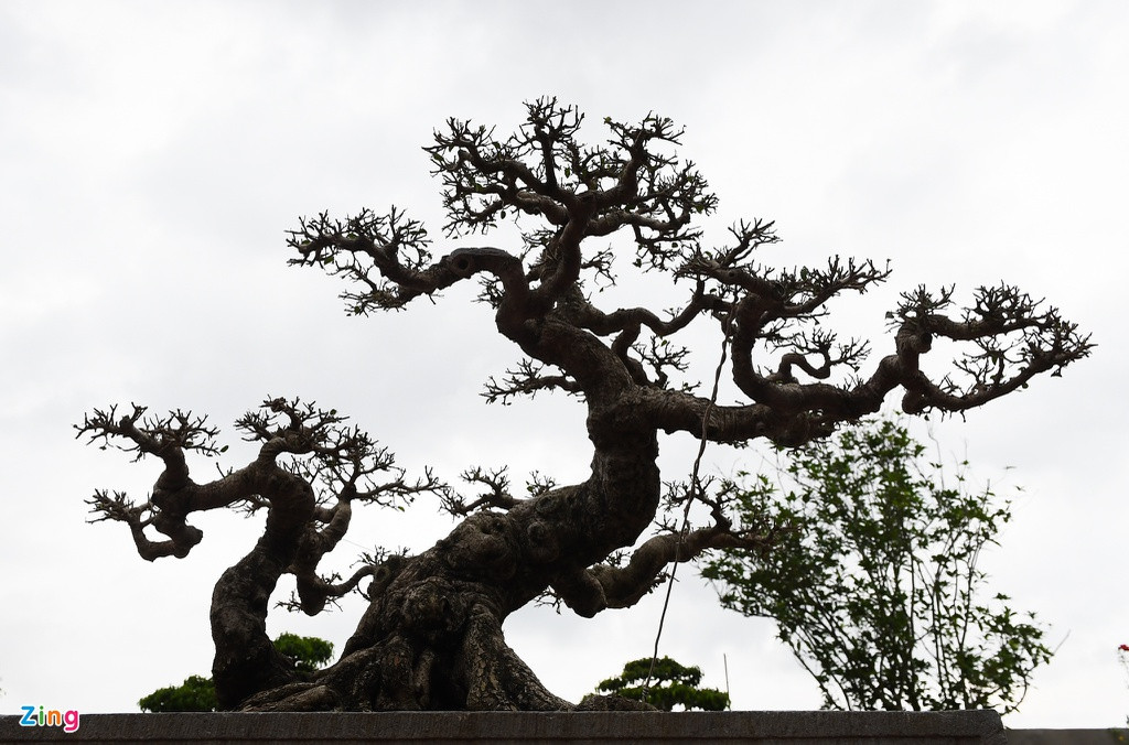 Cây mai cổ “Lão mai sinh quý tử” cũng là một tác phẩm giá trị trong vườn. Đây được coi là cây mai hiếm có bởi cây hội tụ đủ 4 yếu tố cổ - kỳ - mỹ - văn. Chủ vườn cho biết cây mai này có giá hơn một tỷ đồng.