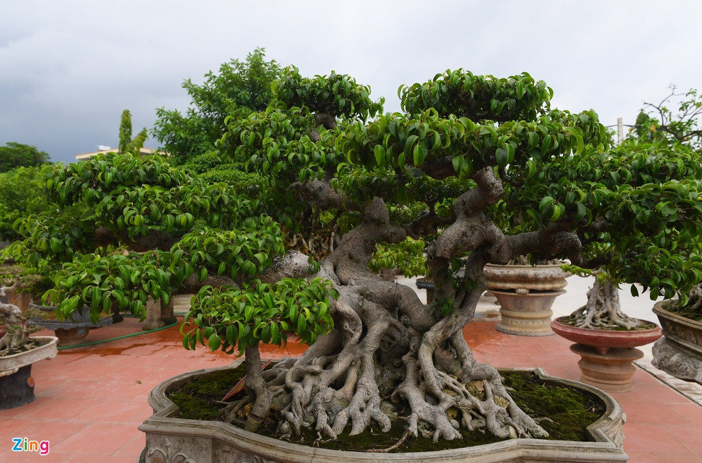 Ngoài tác phẩm “Thành đồng tổ quốc”, trong vườn của anh Mười còn có nhiều cây sanh cổ có giá trị, tiêu biểu như tác phẩm “Phúc lộc thọ”. Cây này trị giá hơn một tỷ đồng.