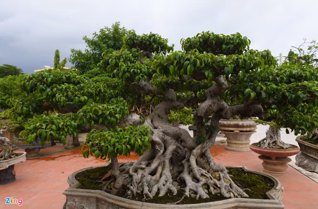 Ngoài tác phẩm “Thành đồng tổ quốc”, trong vườn của anh Mười còn có nhiều cây sanh cổ có giá trị, tiêu biểu như tác phẩm “Phúc lộc thọ”. Cây này trị giá hơn một tỷ đồng.