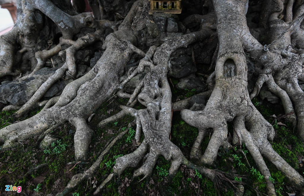 Cây sanh Nam Điền khoảng 200 năm tuổi này có bộ rễ “khủng” tỏa đều xung quanh tạo thế đứng vững chãi. Để hoàn thiện tác phẩm “Thành đồng tổ quốc” anh Mười mất khoảng 12 năm từ phôi, vẽ lên ý tưởng sau đó bắt tay vào tạo tác công phu, tỉ mỉ từng tay cành đến dăm, chi... “Từ một cây cao 5 m rộng 7 m, tôi đã cắt giật xuống còn cao 2 m rộng 3 m chỉ trong vòng một ngày”, anh chia sẻ.