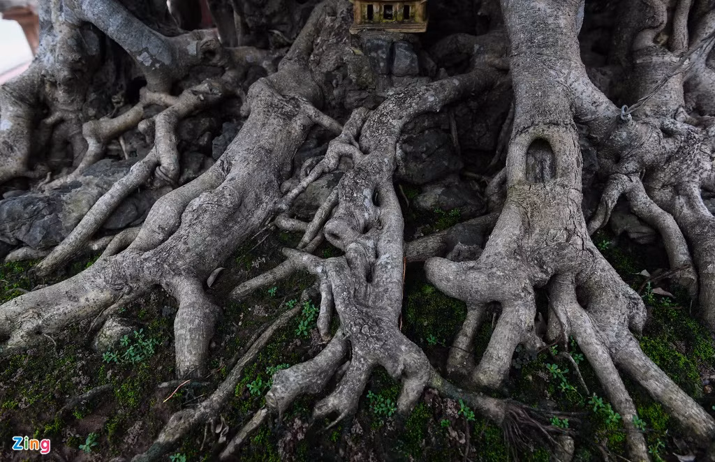 Cây sanh Nam Điền khoảng 200 năm tuổi này có bộ rễ “khủng” tỏa đều xung quanh tạo thế đứng vững chãi. Để hoàn thiện tác phẩm “Thành đồng tổ quốc” anh Mười mất khoảng 12 năm từ phôi, vẽ lên ý tưởng sau đó bắt tay vào tạo tác công phu, tỉ mỉ từng tay cành đến dăm, chi... “Từ một cây cao 5 m rộng 7 m, tôi đã cắt giật xuống còn cao 2 m rộng 3 m chỉ trong vòng một ngày”, anh chia sẻ.