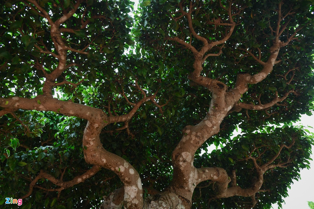 Chia sẻ với Zing, ông Vương Xuân Nguyên, Chánh văn phòng Hội Sinh Vật Cảnh Hà Nội, cho biết ngày nay, một tác phẩm cây cảnh nghệ thuật có giá trị cao về văn hóa, thẩm mỹ và kinh tế thì phải hội tụ đủ 7 yếu tố: “Phô thân - khoe lá - lộ căn - cổ linh - tinh tú - kĩ dăm - mịn tàn". Sanh cổ có tên "Thành đồng tổ quốc" của nghệ nhân Dương Văn Mười ở Thường Tín là một trong những tác phẩm đạt được các yếu tố trên, vì thế, cây có giá trị lên đến hàng chục tỷ đồng.