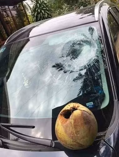 Không riêng gì quả mít, sức nặng của quả dừa cũng đủ khiến làm kính bị nứt vỡ.