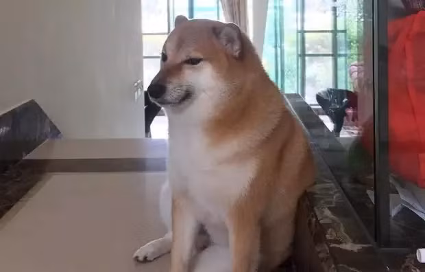 Thông tin chú chó Cheems qua đời được người chủ đăng tải và nhanh chóng thu hút lượng lớn sự chú ý của CĐM. Mọi người đều bày tỏ sự tiếc nuối đối với "thánh meme" nổi tiếng mạng xã hội này.