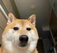 Theo Know Your Meme, nụ cười ngờ nghệch pha lẫn sự lém lỉnh của chú chó shiba này chính là thứ chiếm cảm tình của nhiều dân mạng.