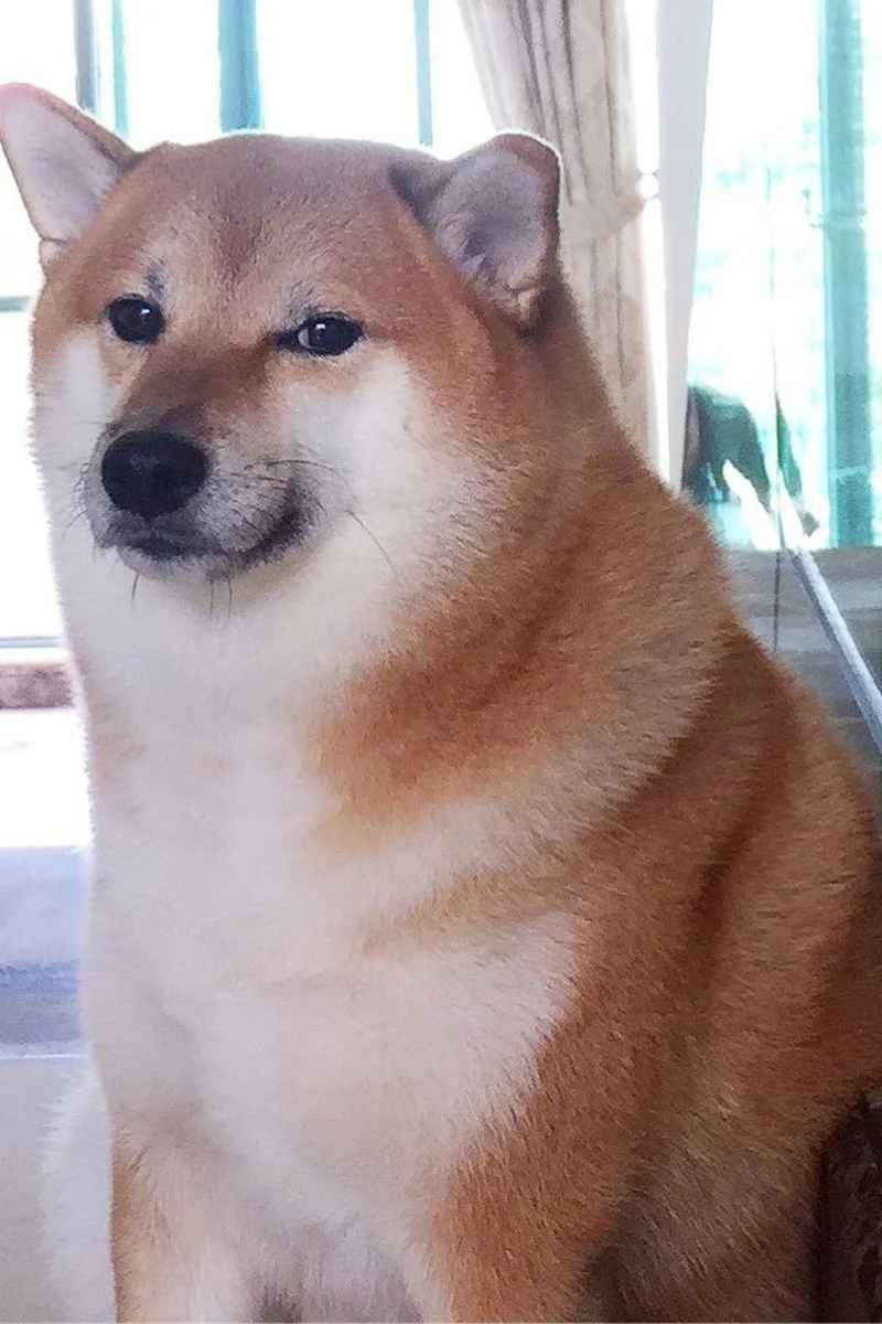 Dù bạn có thể không biết tên của chú chó này nhưng chắc hẳn ít nhất một lần bạn đã thấy hình ảnh chú chó shiba vàng xuất hiện trong loạt meme (ảnh chế) trên mạng xã hội.