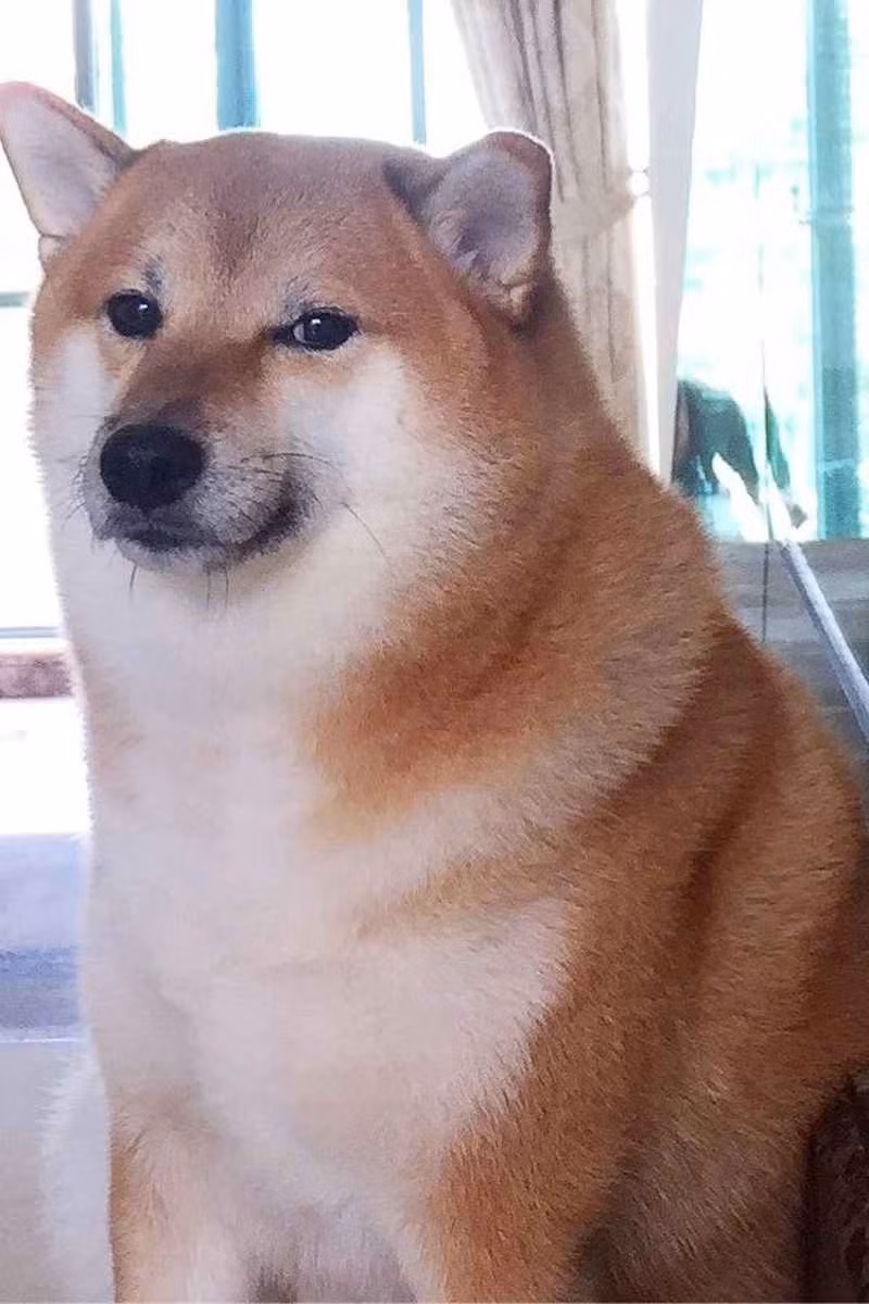 Dù bạn có thể không biết tên của chú chó này nhưng chắc hẳn ít nhất một lần bạn đã thấy hình ảnh chú chó shiba vàng xuất hiện trong loạt meme (ảnh chế) trên mạng xã hội.