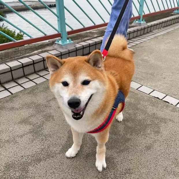 "Một chú Shiba Inu với khuôn mặt tròn xoe, luôn tươi cười. Nó đã giúp đỡ rất nhiều người trong mùa dịch, mang lại niềm vui, tiếng cười, nhưng sứ mệnh đó giờ đã hoàn thành. Tôi tin rằng Cheems đã tự do trên bầu trời, nơi có nhiều món ăn ngon và những người bạn mới. Cheems sẽ mãi trong trái tim tôi" - Chủ của Cheems xúc động chia sẻ.