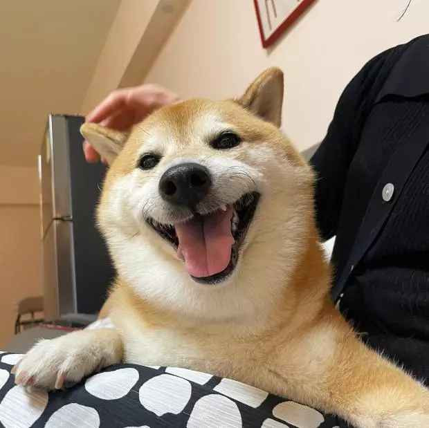 Chủ của chú chó Cheems mới đây thông báo tin buồn khi thú cưng đã qua đời vì bạo bệnh. Thông tin được chia sẻ, chú chó nổi tiếng này ra đi vào ngày 18/8, sau ca phẫu thuật chọc dò lồng ngực.