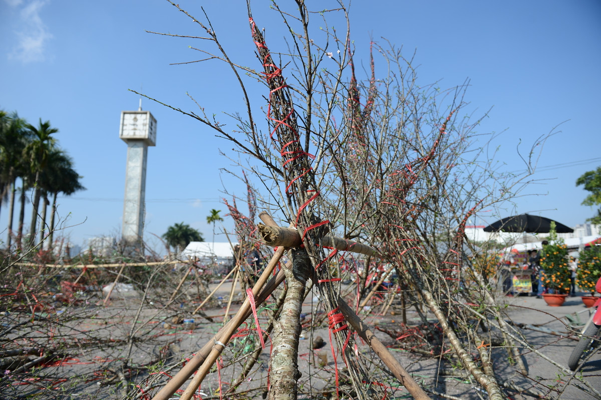 Thời tiết những ngày này thay đổi thất thường nên những cành đào rừng vì thế mà gặp nhiều vấn đề nên người bán rơi vào tình trạng "dở khóc, dở cười".