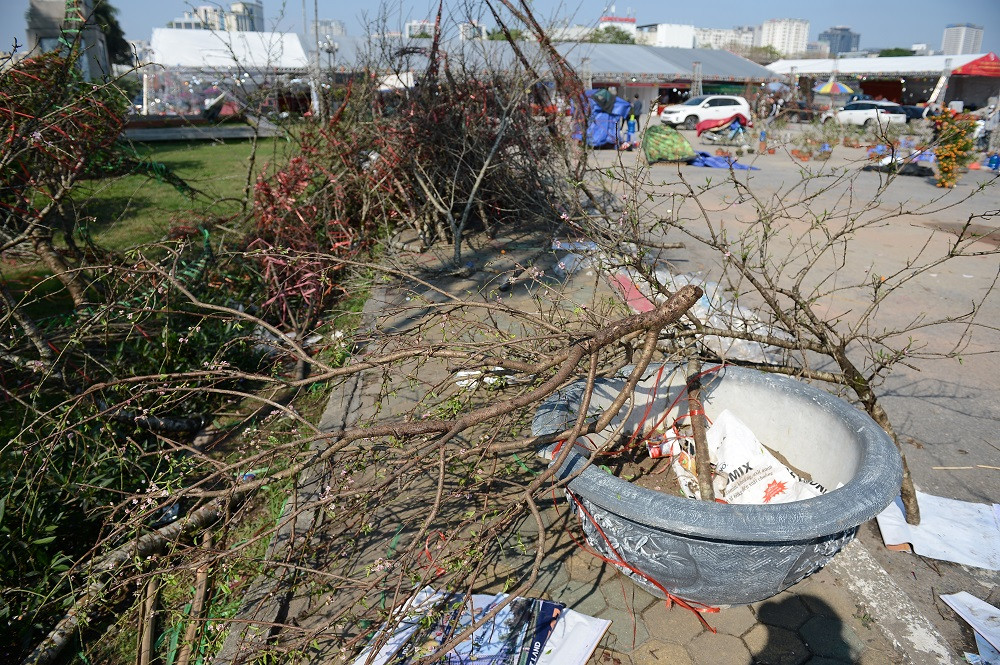Cành đào rừng bị vứt la liệt khu quảng trường trước SVĐ Mỹ Đình.