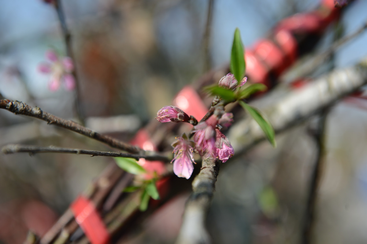 Chia sẻ với PV Tri Thức &amp; Cuộc Sống, anh Bình (45 tuổi) một người bán đào rừng khu vực trước cổng SVĐ QG Mỹ Đình chia sẻ: "Chán lắm các chú ạ, mất bao nhiêu công đi nhập đào rồi về đào chẳng nở rồi lại vứt đi hết..."
