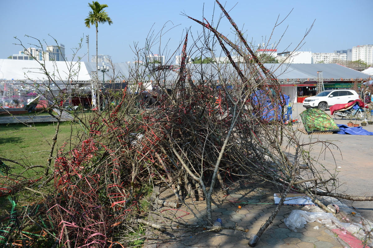 Nhìn bó đào rừng bị bỏ đi, nhiều người dân không khỏi xót xa.