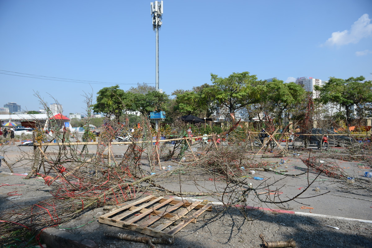 Hàng loạt những cành đào rừng bị vứt la liệt trước cổng SVĐ QG Mỹ Đình.