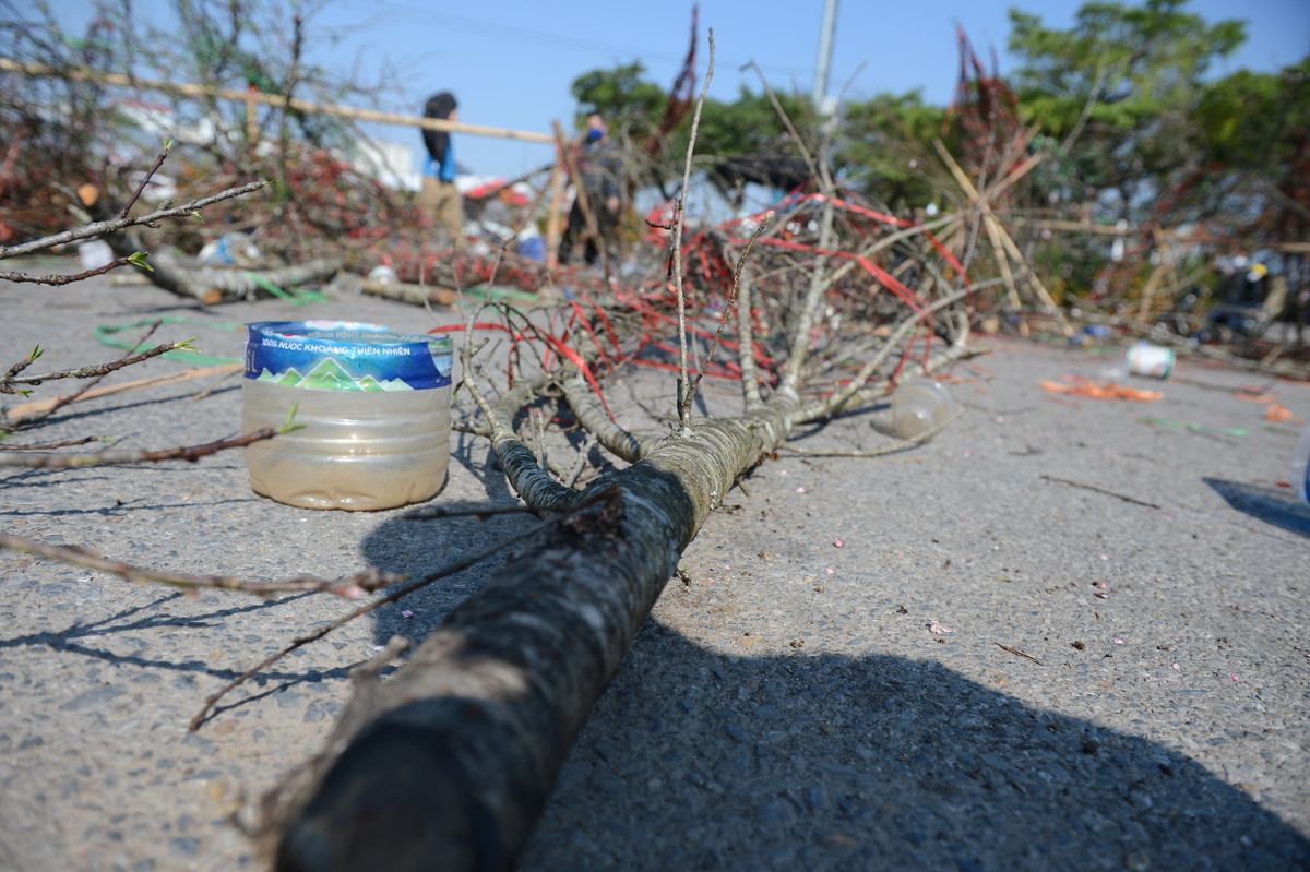 Trước Tết Nguyên Đán, theo ghi nhận của PV Tri Thức &amp; Cuộc Sống trên nhiều tuyến phố của Hà Nội như Lê Đức Thọ, Lạc Long Quân... ngổn ngang những cành đào rừng bị vứt bỏ do không bán được hoặc bị khô héo.