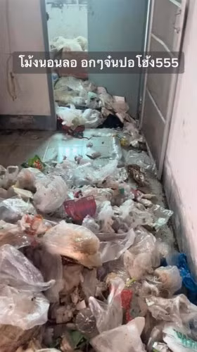 Chủ bài viết cho biết trong mớ hỗn độn ấy còn có cả thú cưng, kể cả gà ở phòng ngủ và rùa chết trong bếp.