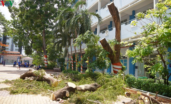 Chat ha cay phuong dong loat la cuc doan-Hinh-3