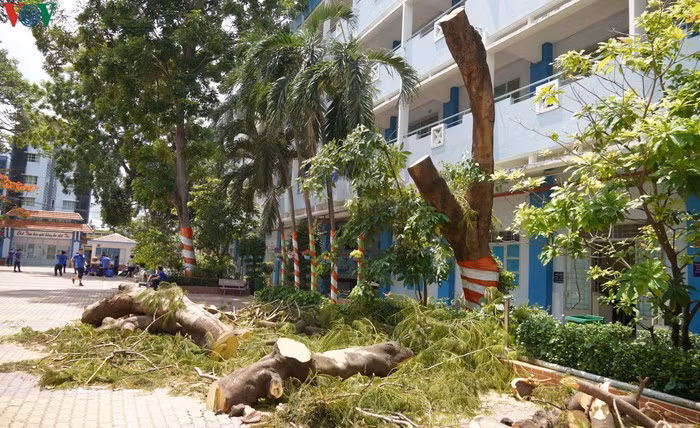 Chat ha cay phuong dong loat la cuc doan-Hinh-3