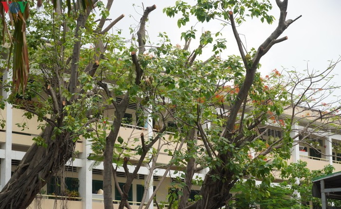 Chat ha cay phuong dong loat la cuc doan-Hinh-2