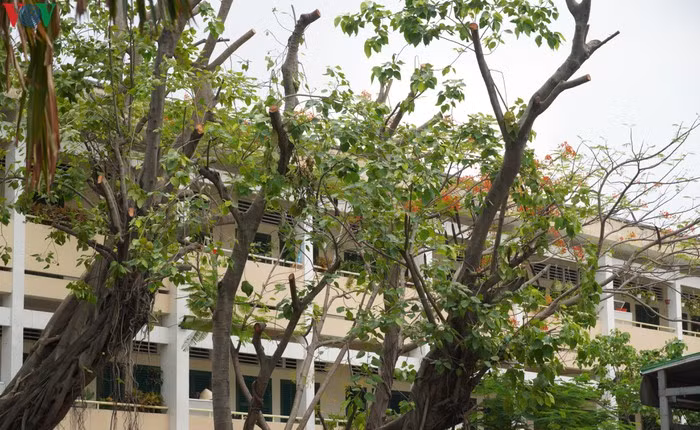 Chat ha cay phuong dong loat la cuc doan-Hinh-2