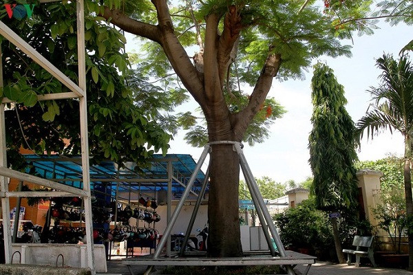 Chat ha cay phuong dong loat la cuc doan