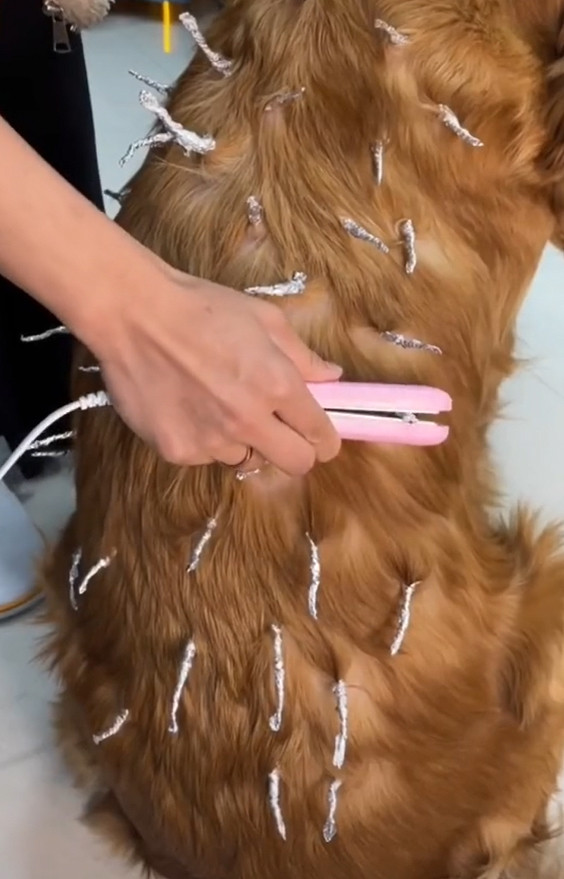 Mới đây, TikToker A.H đã chia sẻ video ghi lại cảnh tân trang cho pet cưng kèm theo dòng trạng thái: “Nhớ nghề quá.” Trong video, cô nàng đã “đè” Boss ra để trang điểm từ đầu tới chân.