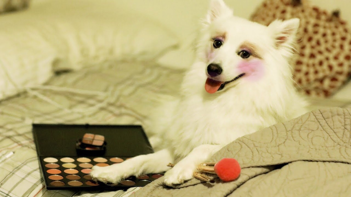 Đặc biệt, xong phần mặt, cô nàng bắt đầu đội tóc giả và mặc váy trắng cho cún cưng trông y hệt một nàng công chúa.