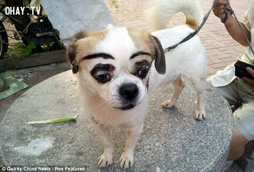 Một số khác lại xót xa cho đống phấn son cô vừa trét lên người Boss.