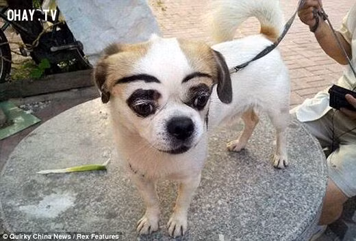 Một số khác lại xót xa cho đống phấn son cô vừa trét lên người Boss.