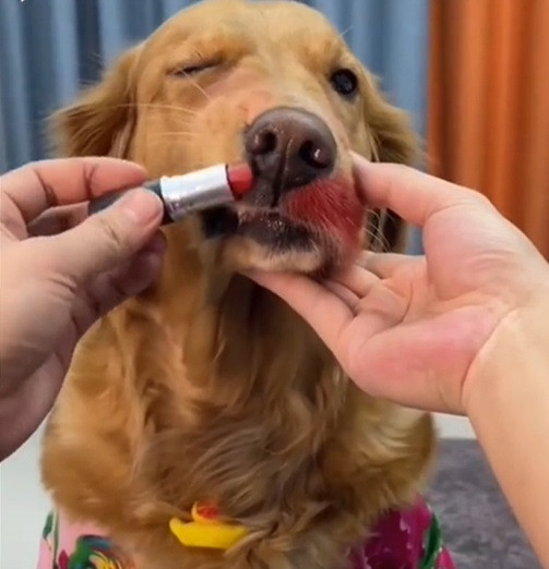 Trái ngược với vẻ hí hửng của Sen, mặt Boss có vẻ “chán chả buồn nói”.