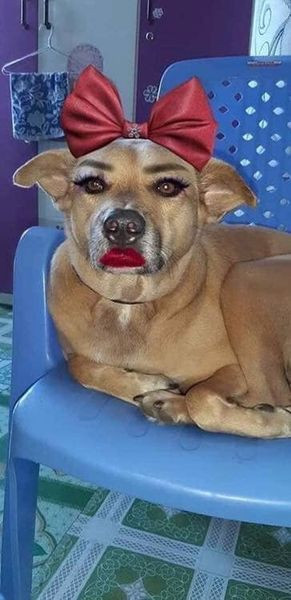 Chưa dừng lại ở công đoạn làm lông, Sen còn tô má hồng, đánh kem nền... cho Boss.