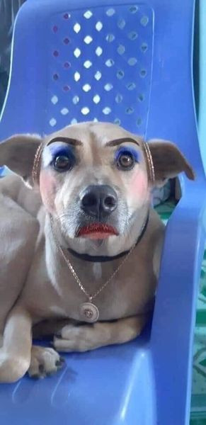 Dường như, cũng hiểu được Sen phải ở nhà, bức bí nên Boss đành chiều cho vui lòng.