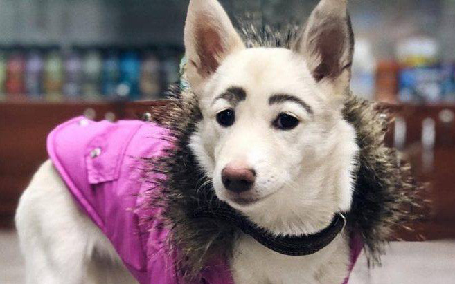 Bên cạnh đó, dân mạng cũng không quên lợi dụng cơ hội có dịp cà khịa. Dường như Boss chán đời lắm rồi nhưng vì chiều Sen nên mới kiên nhẫn như vậy.