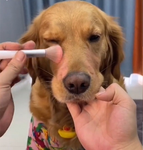 Thành quả cuối cùng chính là bộ lông có hơi hướng gợn sóng, trông cũng ra gì và này nọ.