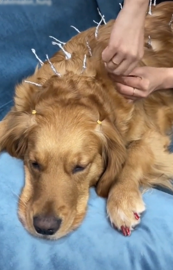 Những ngày gần đây, nghỉ dịch rảnh rỗi nên không ít cô cậu đưa thú cưng chó hay mèo ra làm trò tiêu khiển. Nhìn vẻ mặt bất lực của chúng khiến không ít cư dân mạng phì cười.