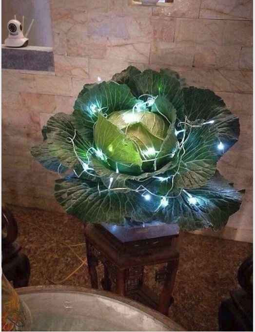 Cây nhà lá vườn vẫn là tuyệt vời nhất phải không các mẹ, thêm ít đèn nháy thì lung linh chả kém mai đào!