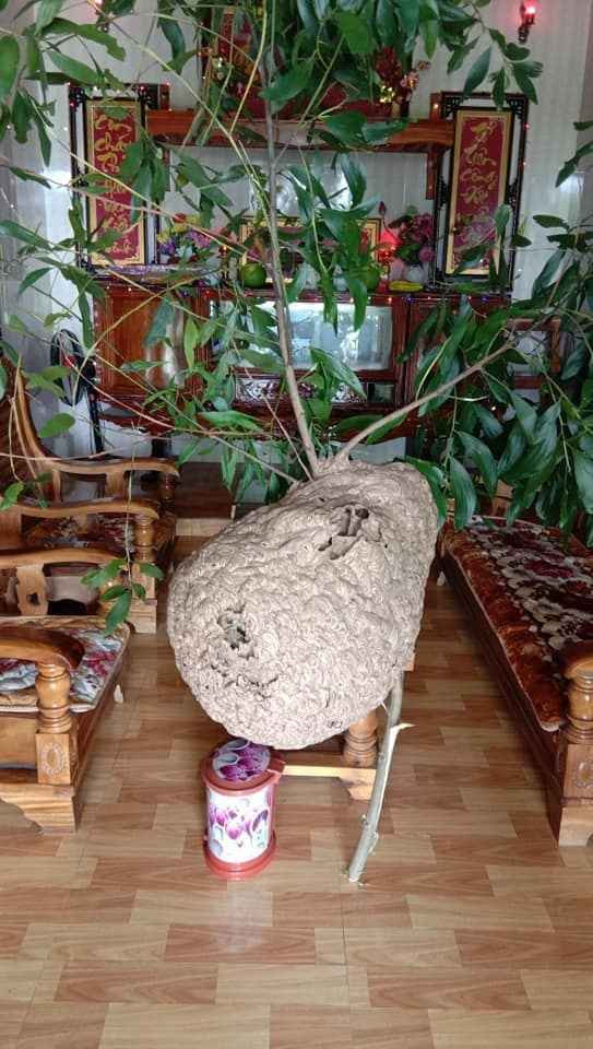 Chắc cũng phải đấu tranh tư tưởng nhiều lắm, chủ nhà mới quyết định khênh nguyên cái tổ ong đó vào nhà chơi Tết, và cũng không rõ “ý đồ” là gì.