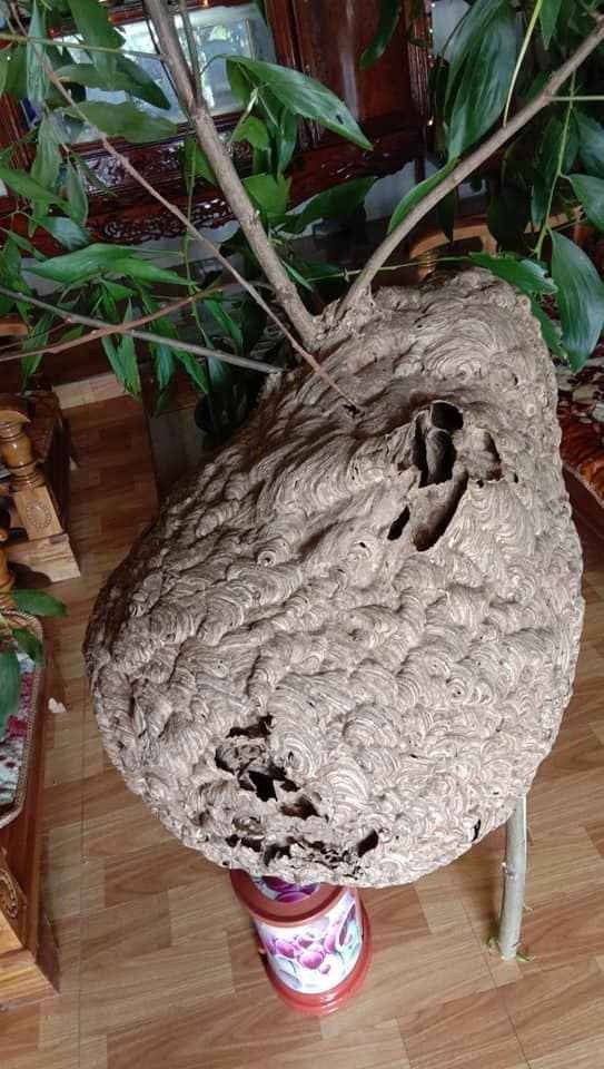 Hình ảnh xuất hiện trên mạng xã hội đã gây chú ý đặc biệt với nhiều bình luận bày tỏ sự kinh ngạc dành cho gia chủ. Đây đích thị là một tổ ong vò vẽ lâu năm bám chặt vào nhánh đào này.