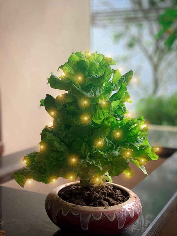 Các loại xà lách có thể bày chơi Tết, tính ra có lá xoè hơi bị nghệ luôn.