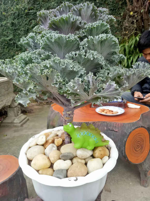 Bonsai kale - chỉ có thể là nghệ thuật.
