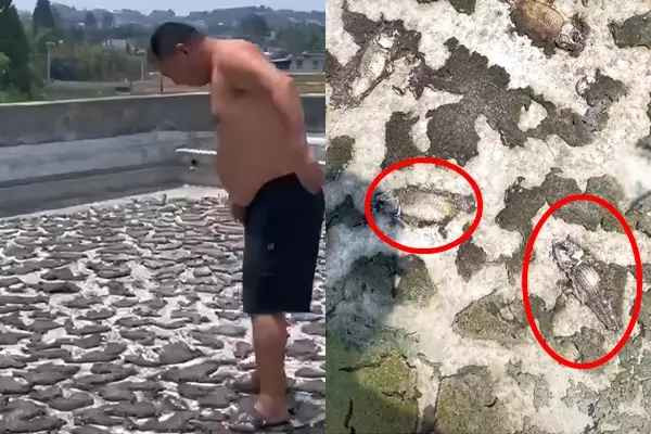 Trong hồ ban đầu nuôi khoảng 20-30 con cá, chủ yếu là cá vàng và cá chép. Bình thường, người nhà sẽ bơm nước lên sân thượng để nuôi cá và thỉnh thoảng mới lên để cho cá ăn. Người con gái cho biết, trước khi đi công tác, bố cô đã bơm nước vào hồ, cao khoảng 30-40cm và nghĩ mọi chuyện sẽ ổn cho đến khi ông trở lại.